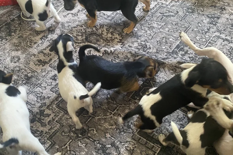 Jack Russell