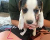 Jack Russell