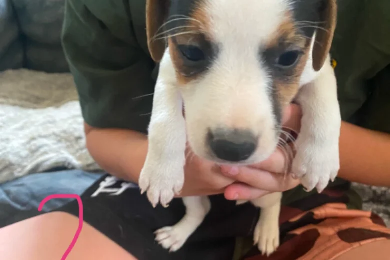 Jack Russell