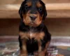 Cocker Spaniel (Working)