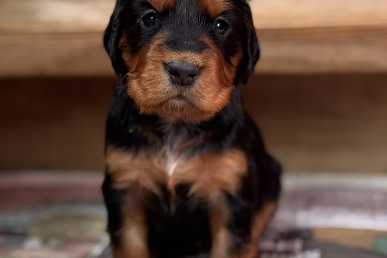 Cocker Spaniel (Working)