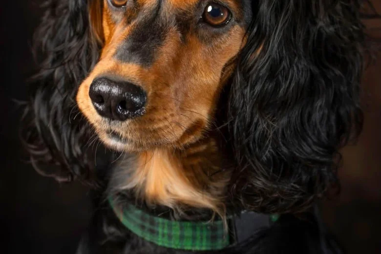 Cocker Spaniel (Working)