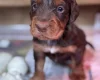 Cocker Spaniel (Working)