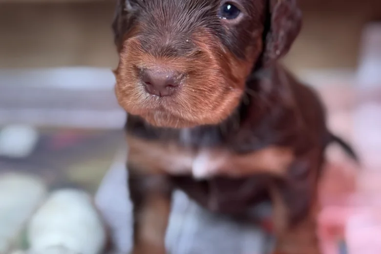 Cocker Spaniel (Working)