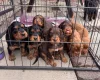 Cocker Spaniel (Working)