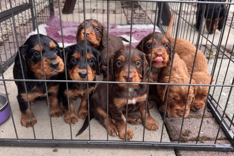 Cocker Spaniel (Working)