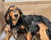Cocker Spaniel (Working)