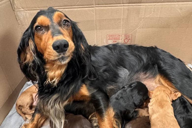 Cocker Spaniel (Working)