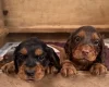 Cocker Spaniel (Working)