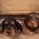 Cocker Spaniel (Working)