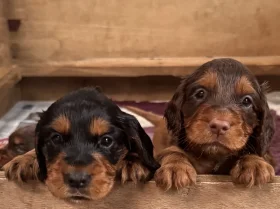 Cocker Spaniel (Working)