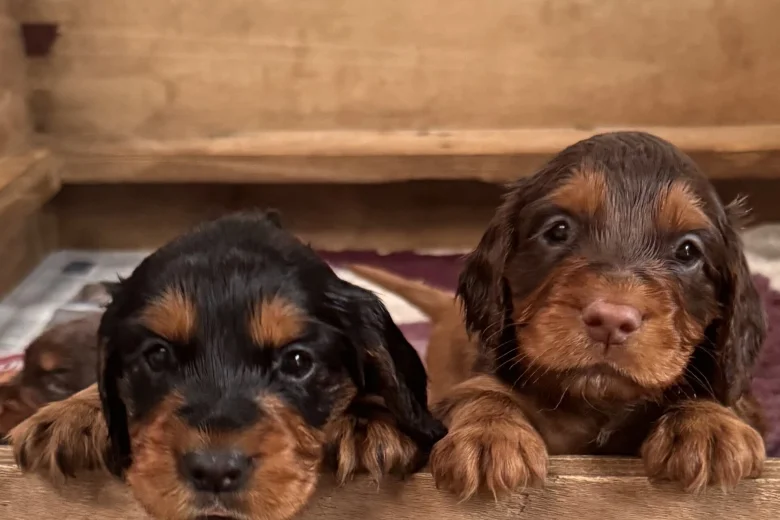 Cocker Spaniel (Working)