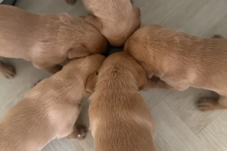 Labrador Retriever