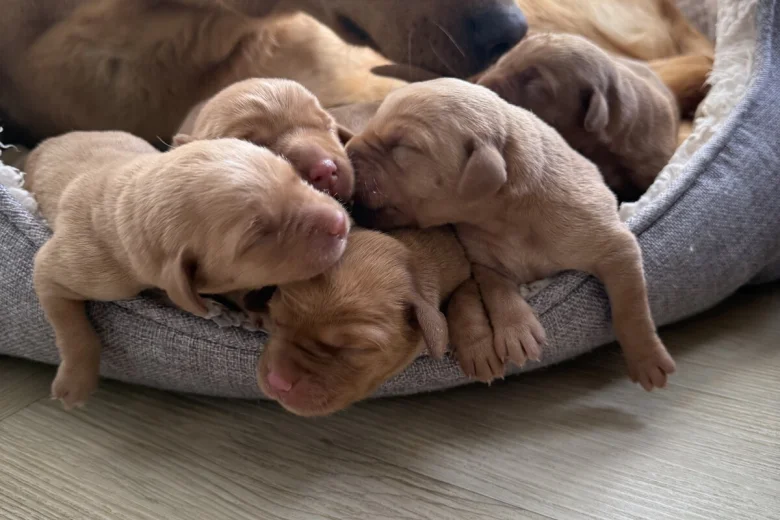 Labrador Retriever