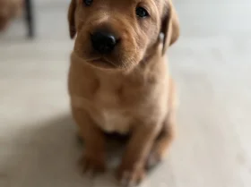 Labrador Retriever