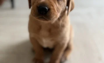 Labrador Retriever