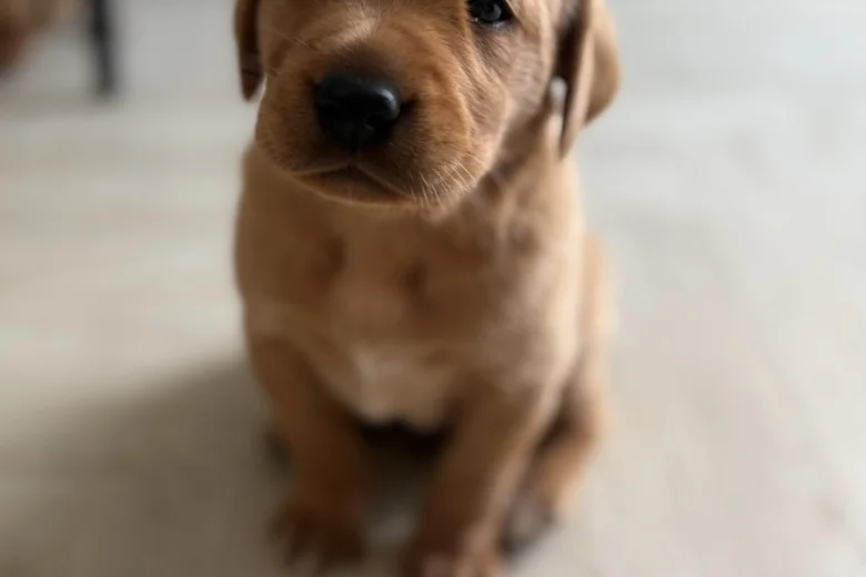 Labrador Retriever
