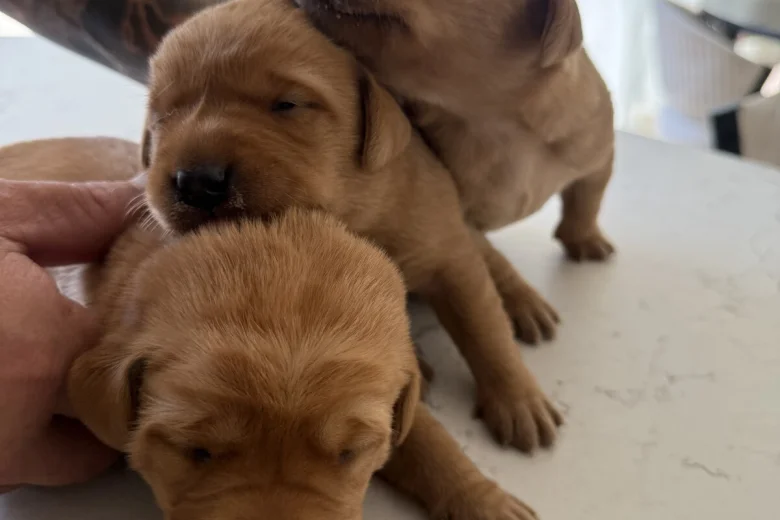 Labrador Retriever