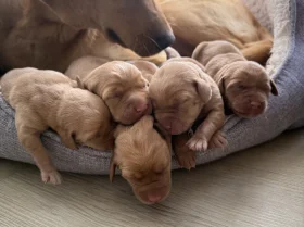 Labrador Retriever