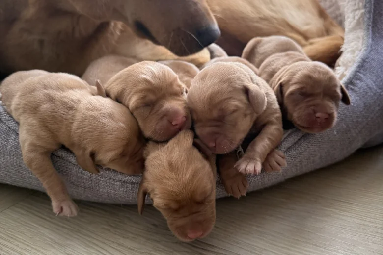 Labrador Retriever