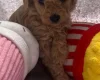 Maltipoo