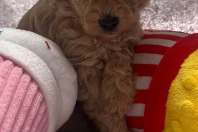 Maltipoo
