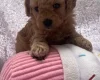 Maltipoo