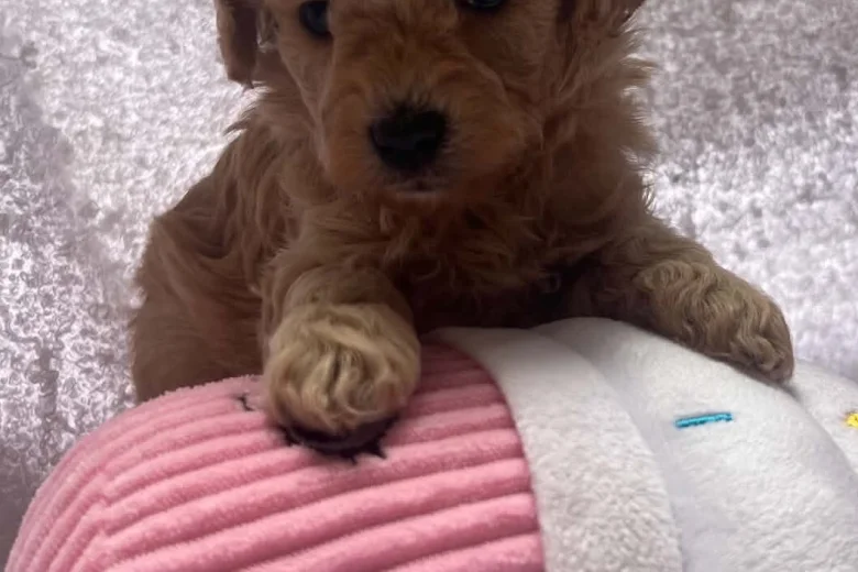 Maltipoo