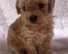 Maltipoo