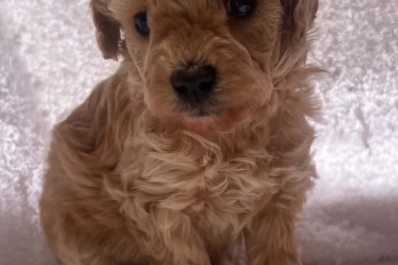 Maltipoo