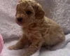 Maltipoo
