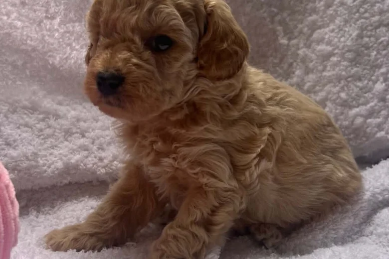 Maltipoo
