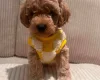 Maltipoo