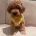 Maltipoo