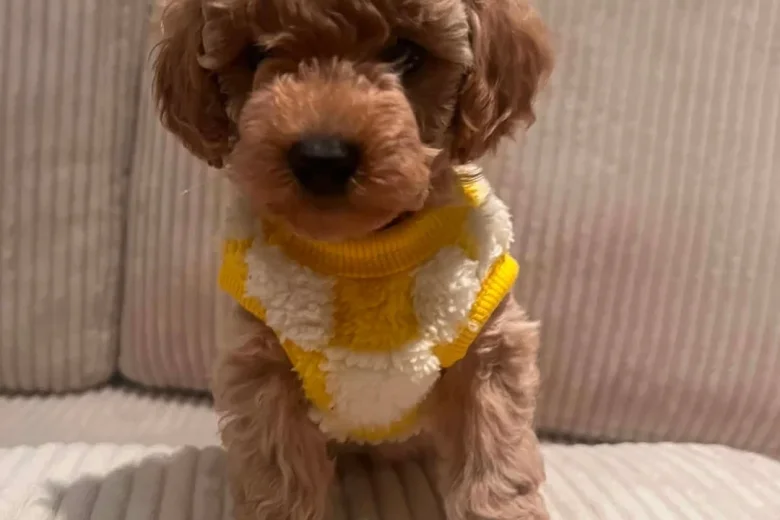 Maltipoo