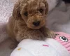 Maltipoo