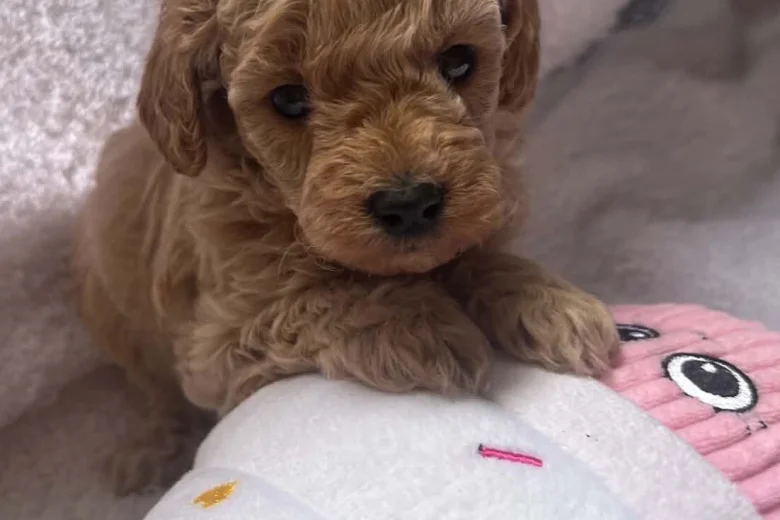 Maltipoo