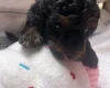 Maltipoo