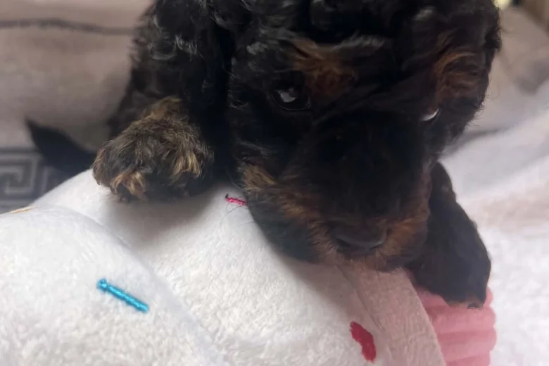 Maltipoo