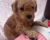 Maltipoo