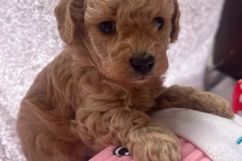 Maltipoo