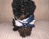Maltipoo