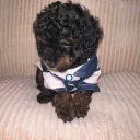 Maltipoo