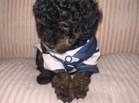 Maltipoo