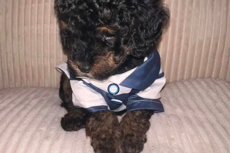 Maltipoo