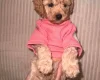 Maltipoo