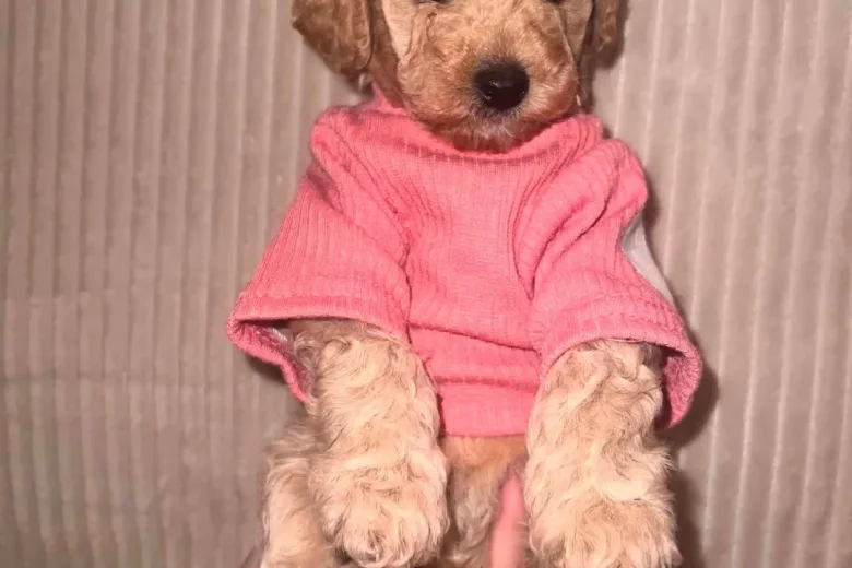 Maltipoo