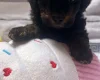 Maltipoo