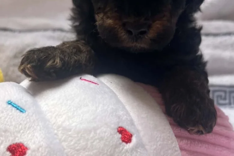 Maltipoo