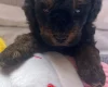 Maltipoo